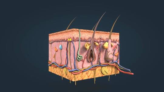 3D皮肤解剖皮下层皮肤剖面三维动画