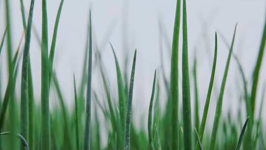 葱 小葱种植小葱 新农业  香葱