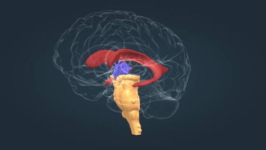 医学动画人体器官大脑中枢神经全息三维动画