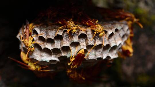大黄蜂蜂巢