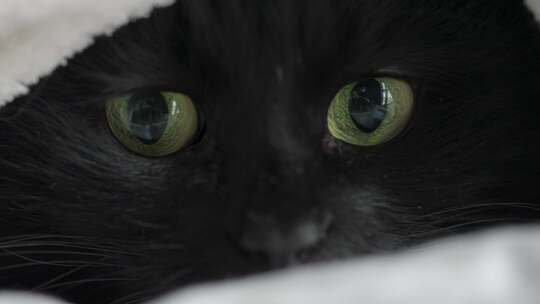 黑猫的眼睛绿色眼视频素材模板下载