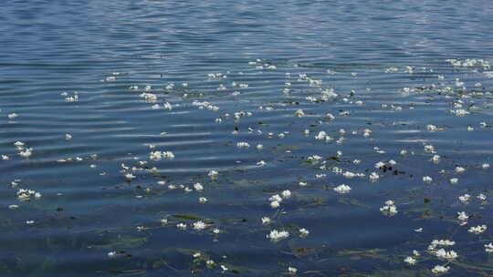 大理洱海丽江海菜花昆明滇池抚仙湖美景