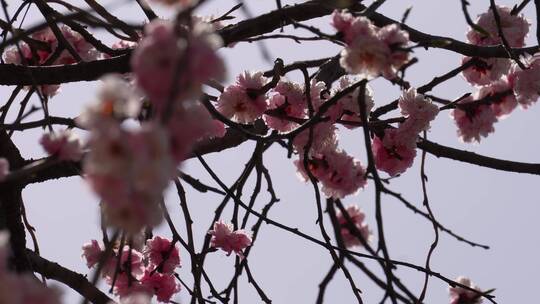 【镜头合集】春季开放粉色桃花