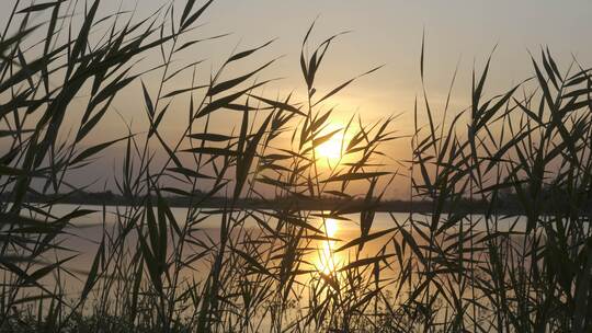 芦苇荡做前景的夕阳下的湖面