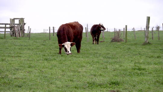 牧场上圈养的牛群