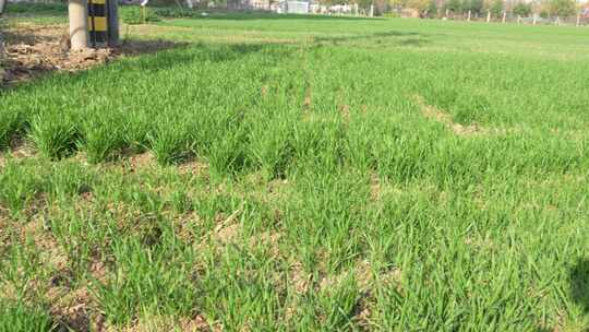 麦苗 田地 绿色 植物 农业作物 自然生态