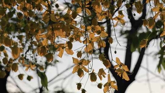 公园景观绿化树：腊肠树、金链花