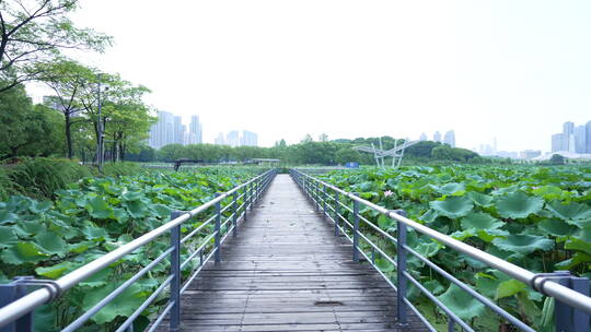 武汉龟山月湖风景区