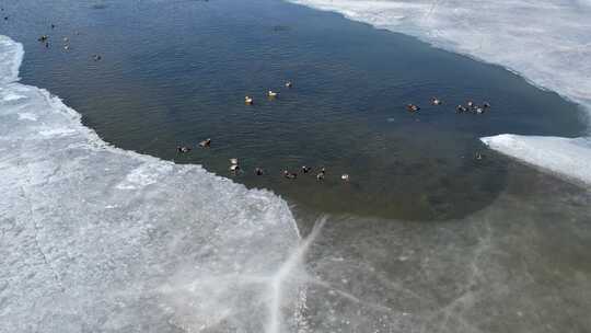 青海青海湖湖面鸟群航拍视频