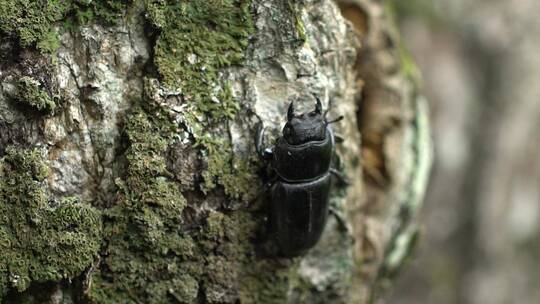 甲壳虫 爬行动物 昆虫视频素材模板下载