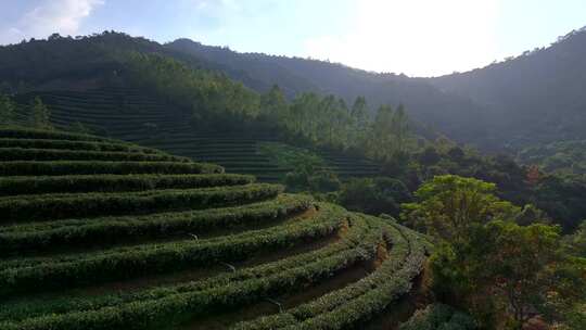 惠州惠东九龙峰南山茶园3