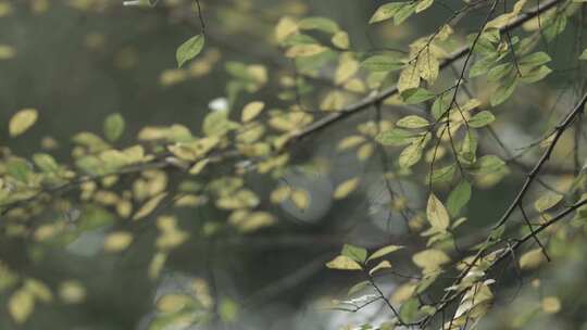 C福建太姥山植被高清实拍视频