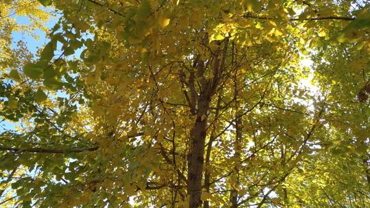 秋天里金黄唯美的秋景阳光银杏树树叶