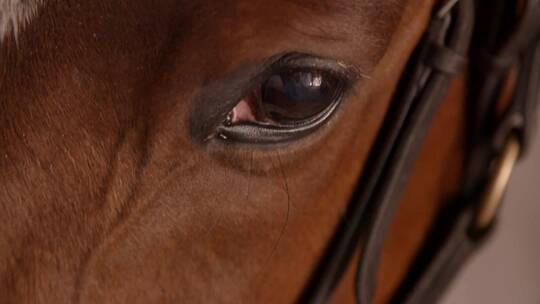 马匹的眼睛特写镜头