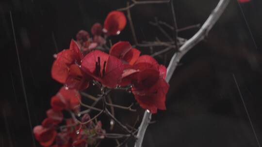 下雨天的红色花朵树枝