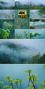 4k唯美雨后森林雾气下雨天清新绿植空镜高清在线视频素材下载