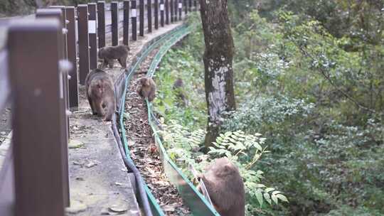 武夷山庄大自然河流山峰岩石猴子