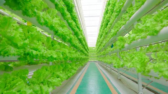 现代化的温室大棚-科技农业-蔬菜生菜种植视频素材模板下载
