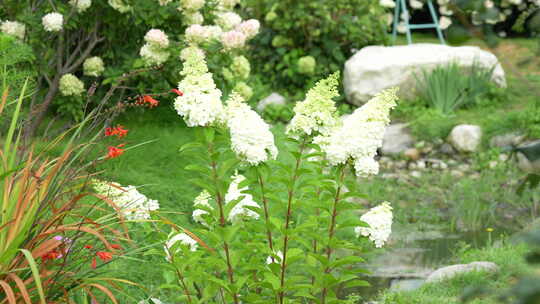 绣球花鲜花植物园植物绿植花园花海