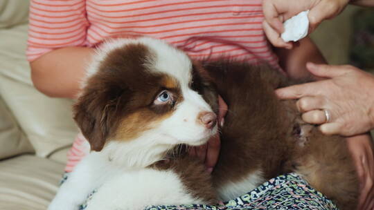 兽医和助手治疗小狗的伤口