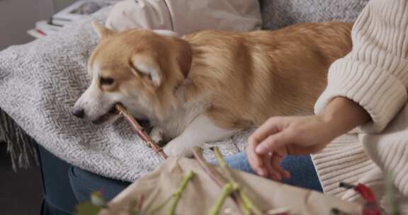 室内柯基犬咬树枝特写画面