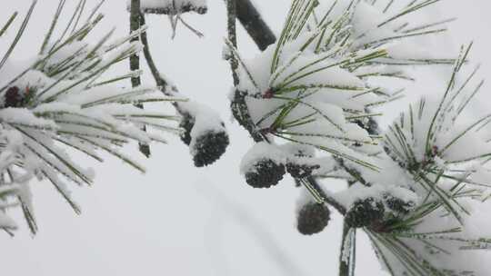 积雪覆盖的松树枝特写