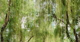 春天柳树发芽了长长的柳枝随风起舞高清在线视频素材下载