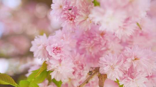 春天盛开的樱花视频素材模板下载