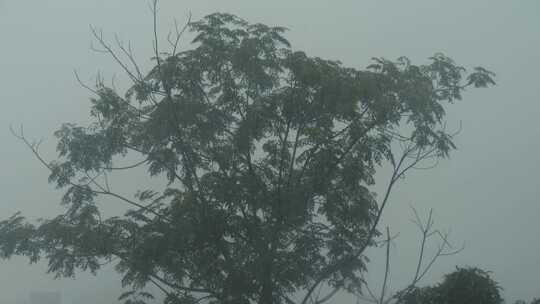 树被暴风雨吹打