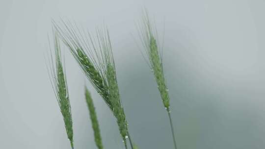 雨天麦田素材