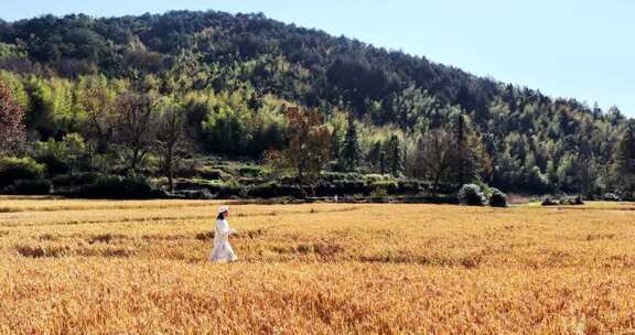 女子漫步金黄稻田