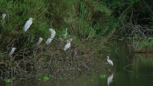 湿地公园的白鹭