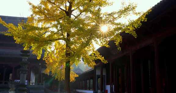 秋天阳光透过树叶金黄色的银杏叶