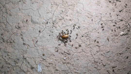 蚂蚁吃虫子团队狩猎