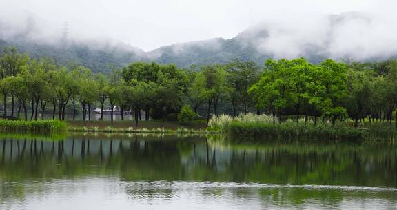 杭州湘湖初夏雨季水鸟空镜合集