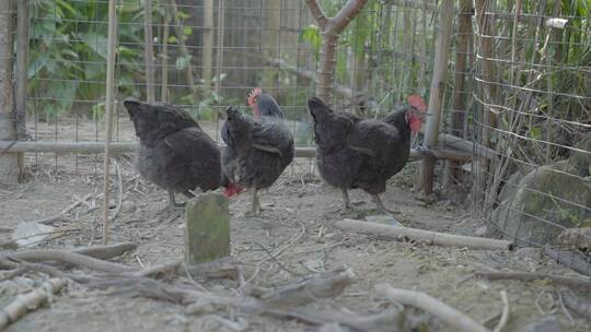 广东农村野外养鸡