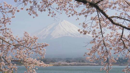 富士山樱花视频素材模板下载