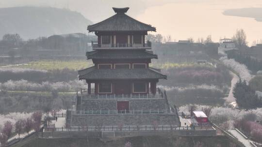 孤柏渡飞黄旅游区樱花园鲜花盛开