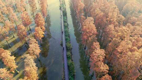 湖北涨渡湖秋天湿地栈道俯拍航拍