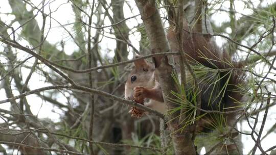 松鼠在树上吃松果