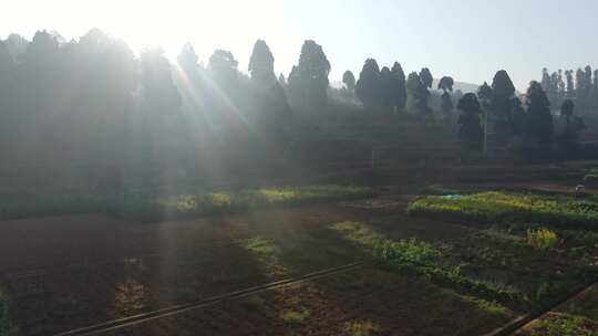 日出油菜花空镜