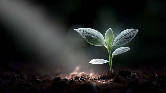 绿意盎然扬帆起航生态景观唯美治愈