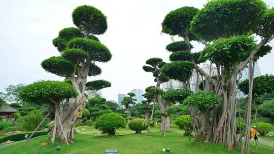 公园景观树造型修剪园林艺术园艺雕塑植物园
