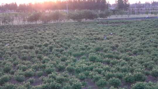 金银花 金银花种植 金银花收获