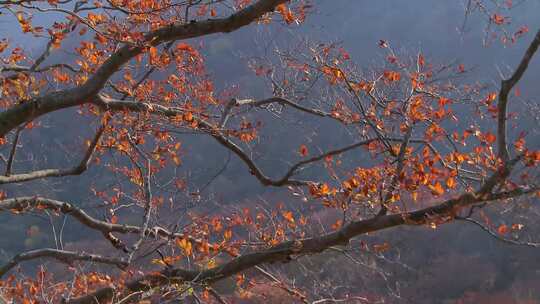 秋天风景枫叶红枫枫树