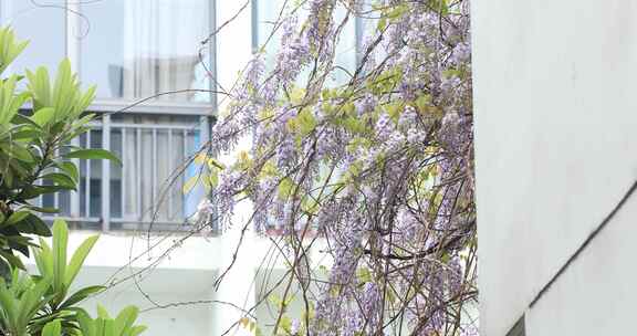 春天私家花园别墅小院花园洋房紫藤花开