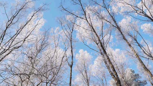 冬季森林树枝上积雪