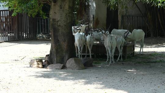 印度羚羊实拍