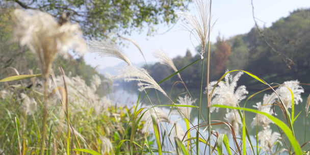 芦苇山野户外森林