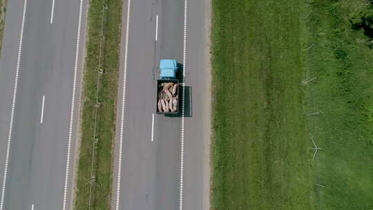 一辆载着猪的卡车在路上行驶